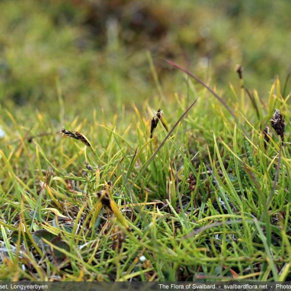 Carex bigelowii arctisibirica place full