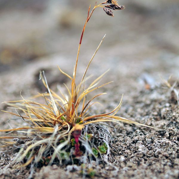 Carex fuliginosa misandra whole full
