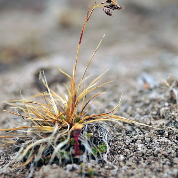 Carex fuliginosa misandra whole full