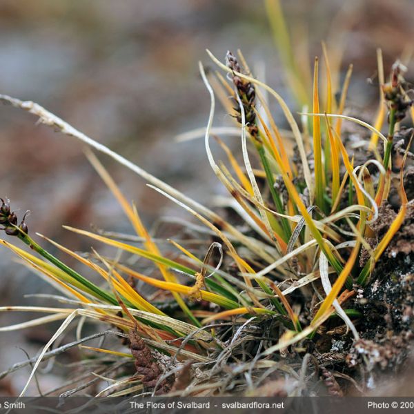 Carex glacialis whole full