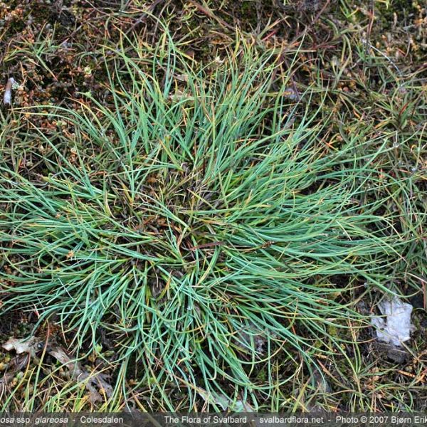 Carex glareosa whole full