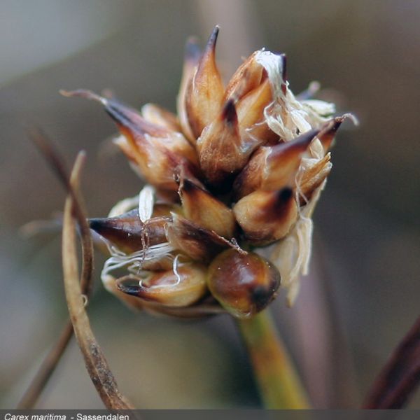 Carex maritima close full