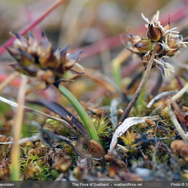 Carex maritima whole full