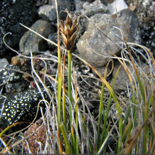 Carex nardina hepburnii close full
