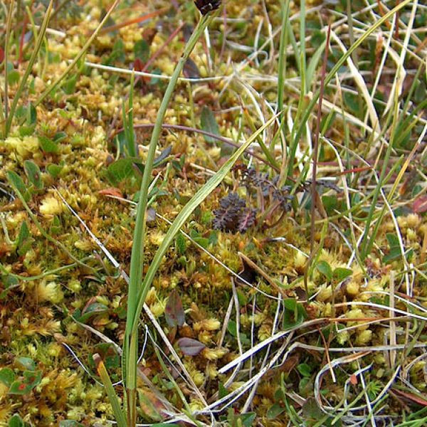 Carex saxatilis laxa whole full