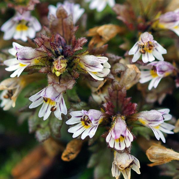 Euphrasia wettsteinii 1 full