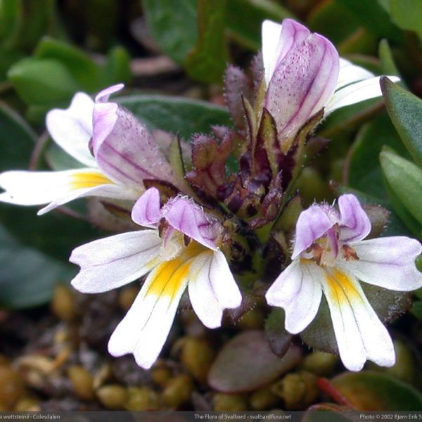 Euphrasia wettsteinii close full