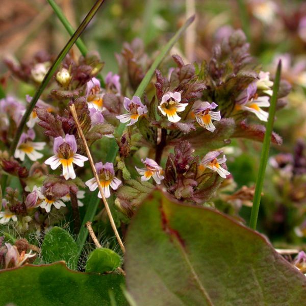 Euphrasia wettsteinii top full