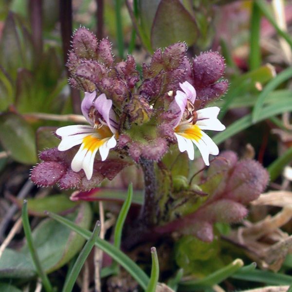 Euphrasia wettsteinii whole full