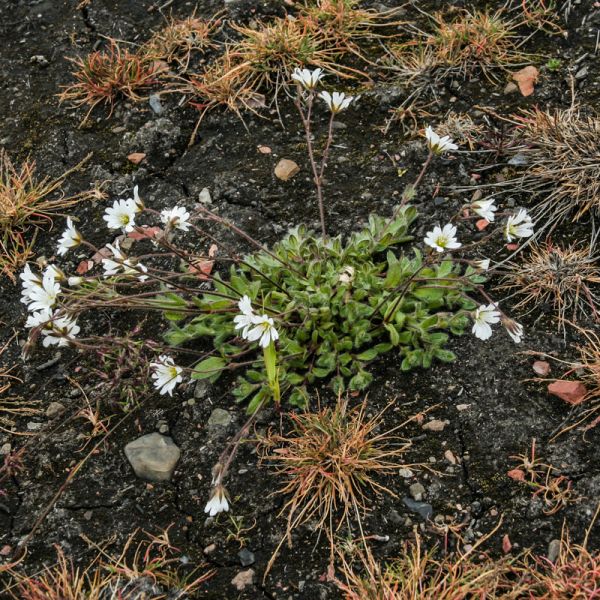 Cerastium alpinum