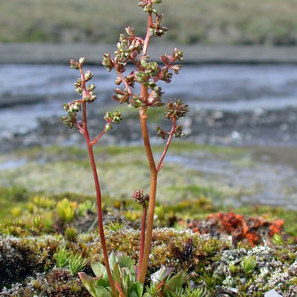 Micranthes foliolosa whole full