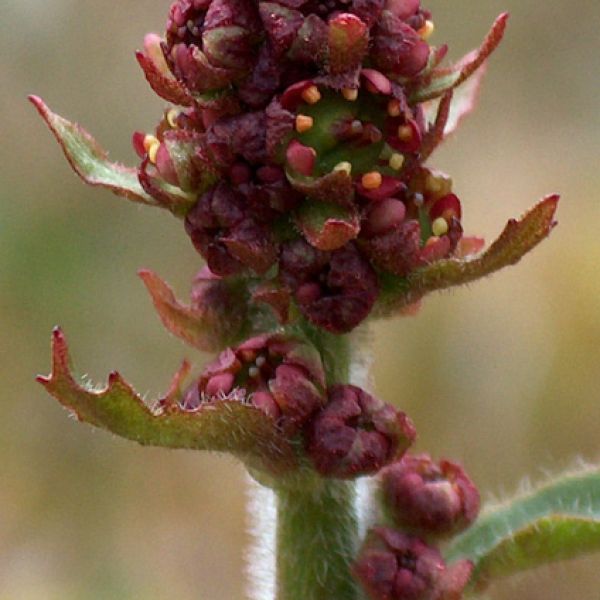 Micranthes hieraciifolia close full