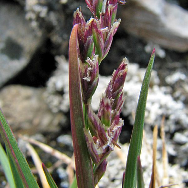 Puccinellia vahliana close full