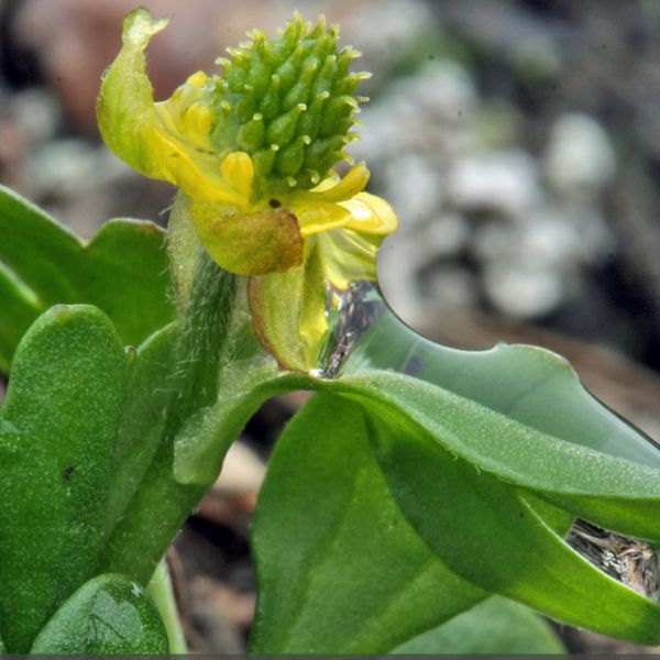 Ranunculus pygmaeus close full