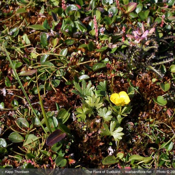 Ranunculus wilanderi place full