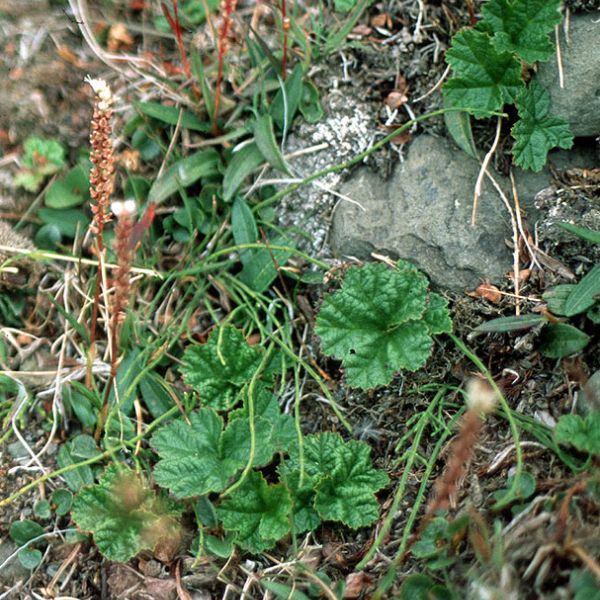 Rubus chamaemorus 1 full