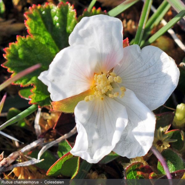 Rubus chamaemorus close full