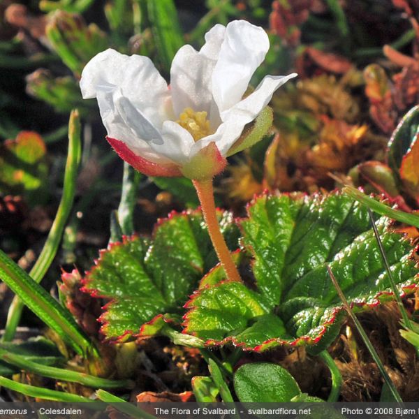 Rubus chamaemorus whole full