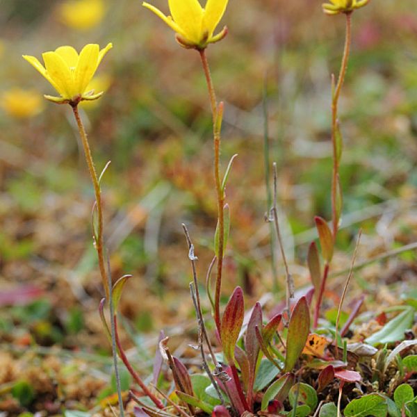 Saxifraga hirculus whole full