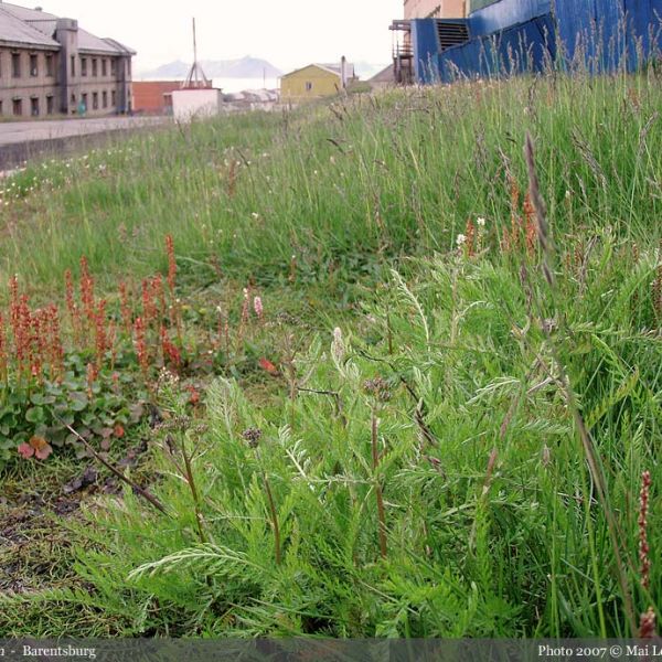 Achillea millefolium place full