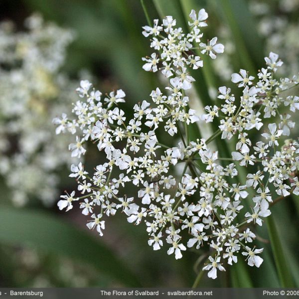 Anthriscus sylvestris close full