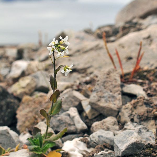 Arabis alpina whole full