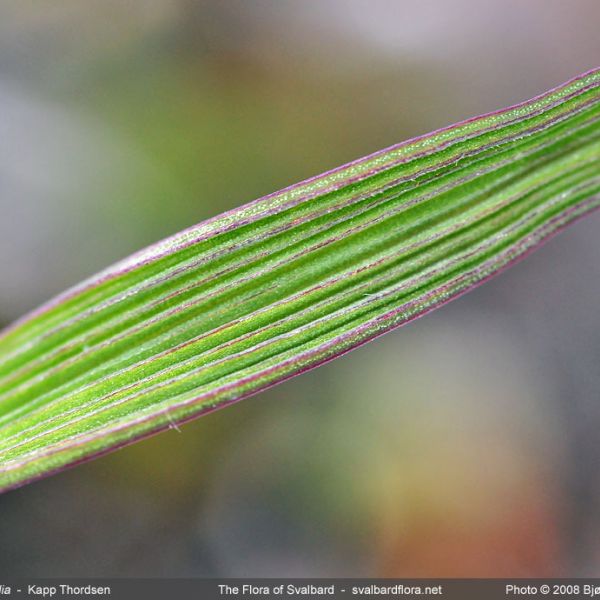 Arctagrostis latifolia close full