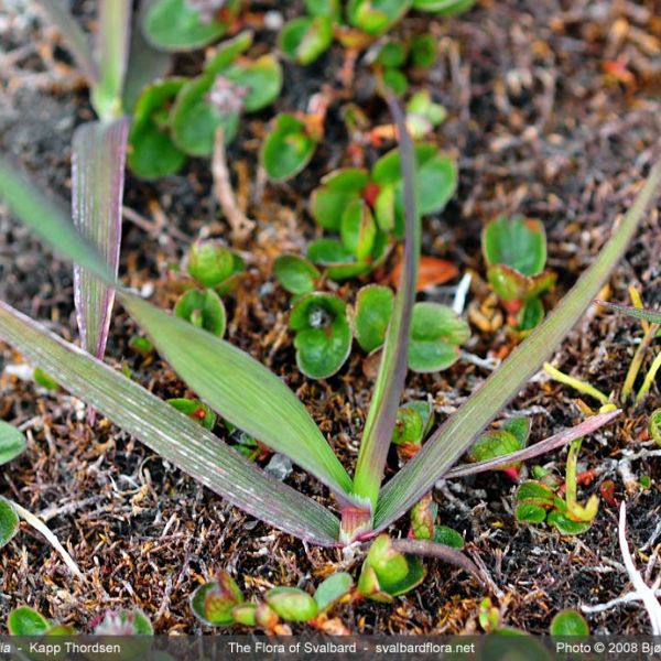 Arctagrostis latifolia whole full