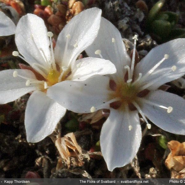 Arenaria pseudofrigida close full