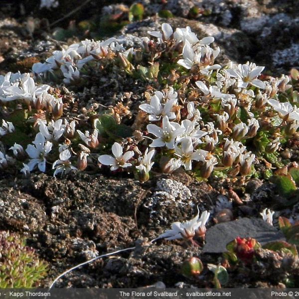 Arenaria pseudofrigida whole full