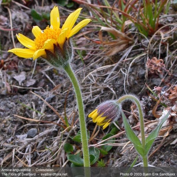 Arnica angustifolia close full