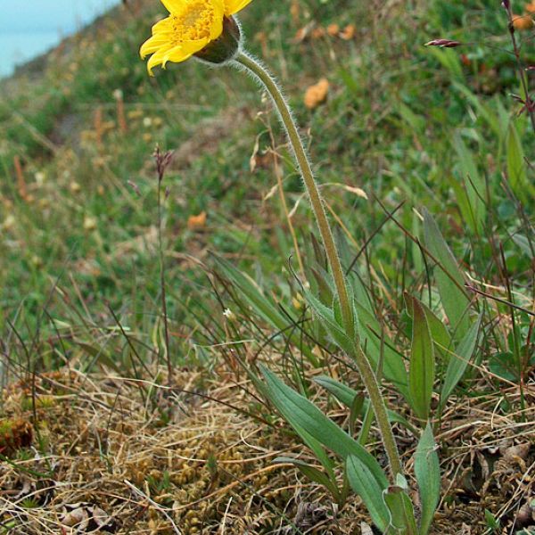 Arnica angustifolia whole full