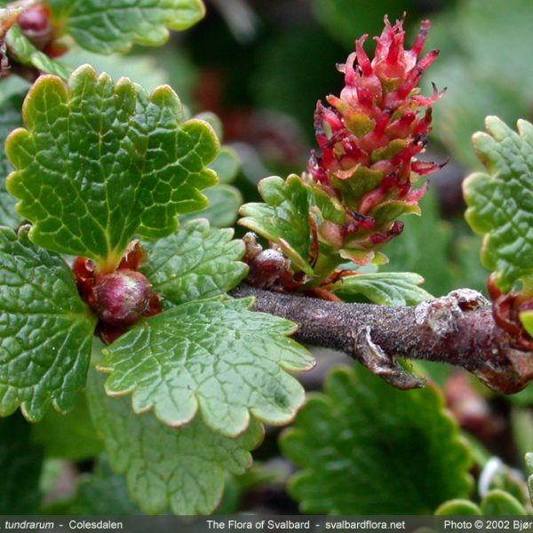 Betula nana tundrarum close full