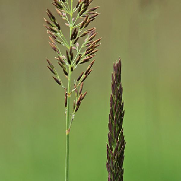 Calamagrostis neglecta groenlandica 1 full