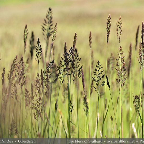 Calamagrostis neglecta groenlandica 2 full