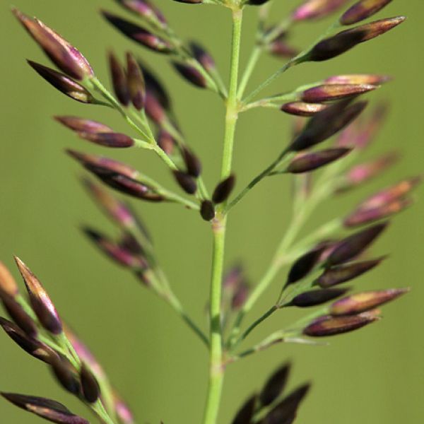 Calamagrostis neglecta groenlandica close full