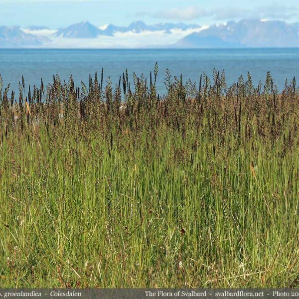 Calamagrostis neglecta groenlandica place full