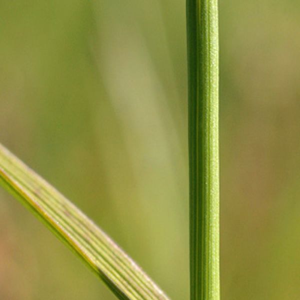 Calamagrostis neglecta groenlandica whole full