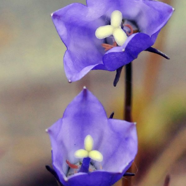 Campanula rotundifolia gieseckiana close full