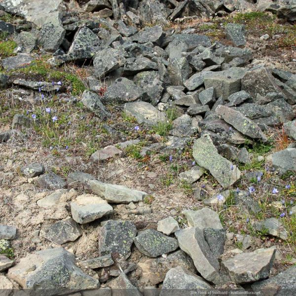 Campanula rotundifolia gieseckiana place full