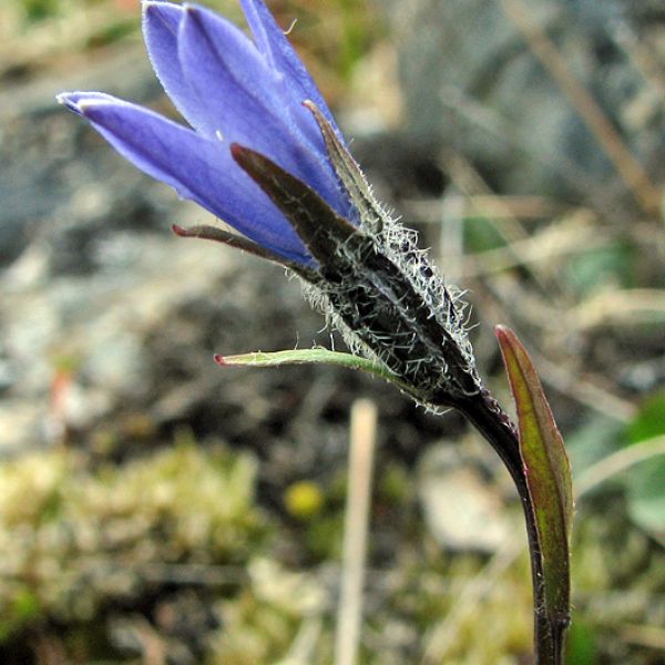 Campanula uniflora 1 full