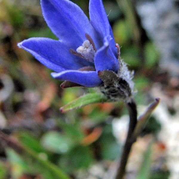 Campanula uniflora close full