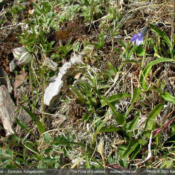 Campanula uniflora place full