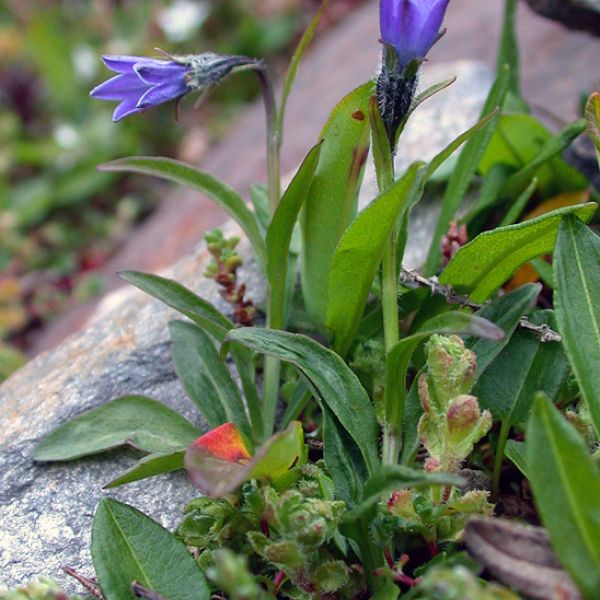 Campanula uniflora whole full