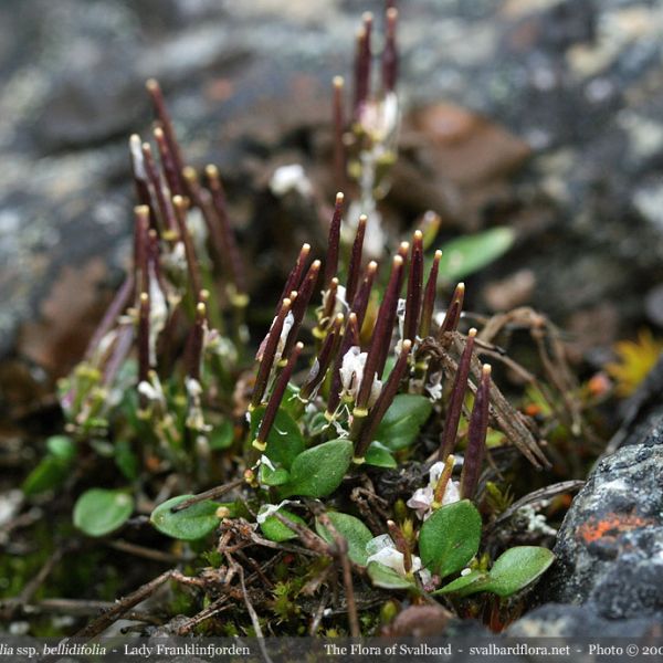 Cardamine bellidifolia bellidifolia 2 full