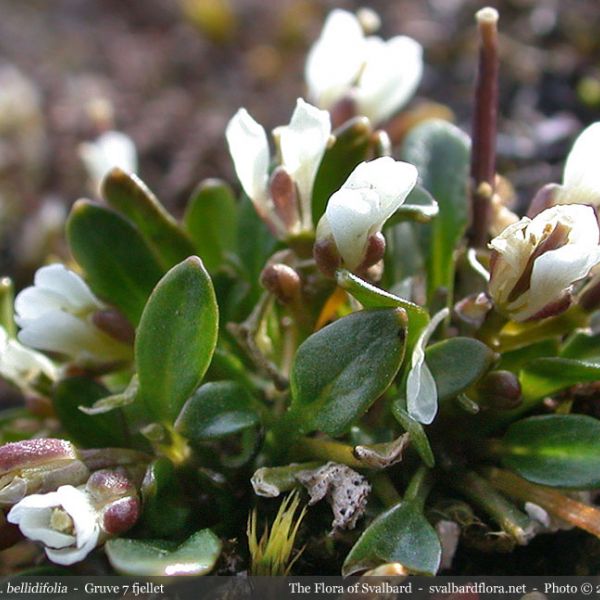 Cardamine bellidifolia