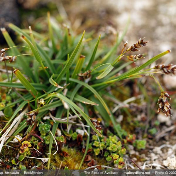 Carex capillaris fuscidula whole full