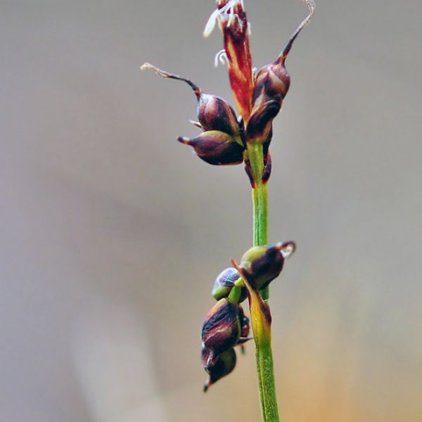 Carex glacialis close full