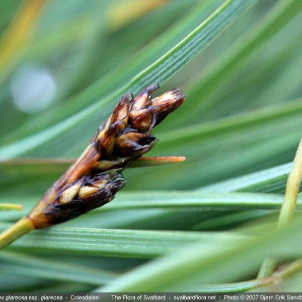 Carex glareosa close full