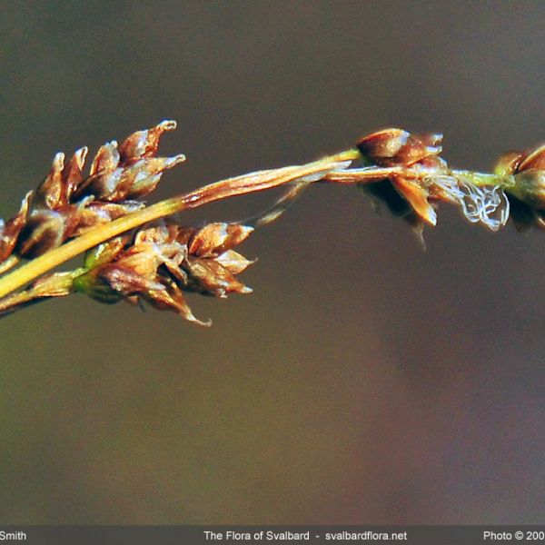 Carex krausei